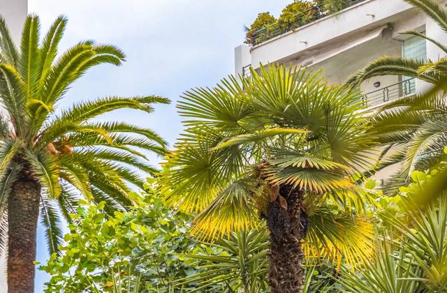 Winter Immobilier - Apartment - Nice - Fleurs Gambetta - Nice - 47110179662e101d8c499b8.05043408_1920.webp-original