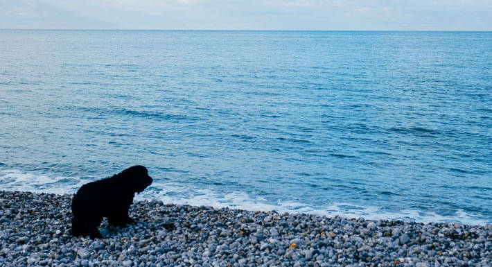 Plage du Carras dog-friendly